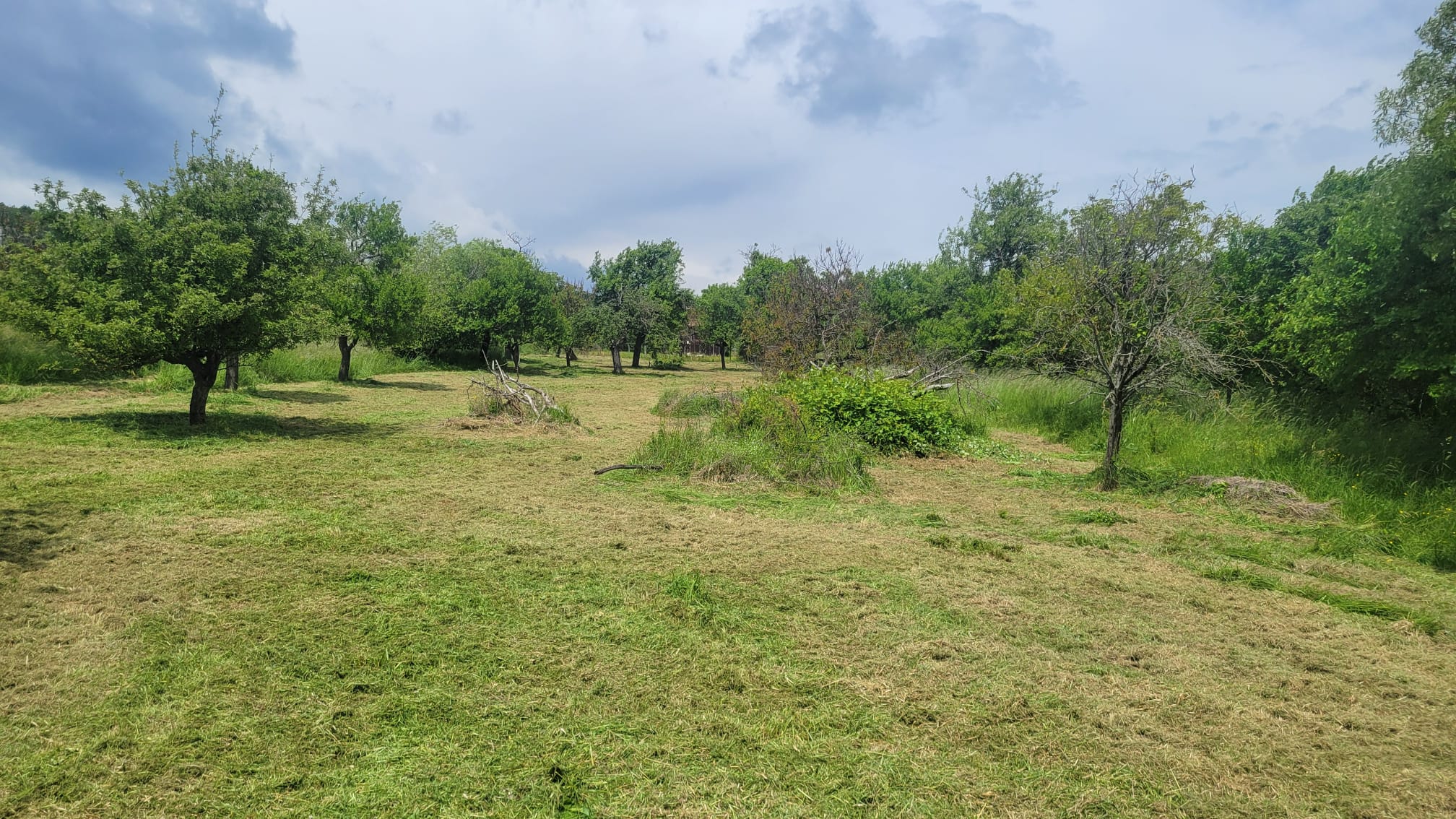Arboristika - orezávanie stromov